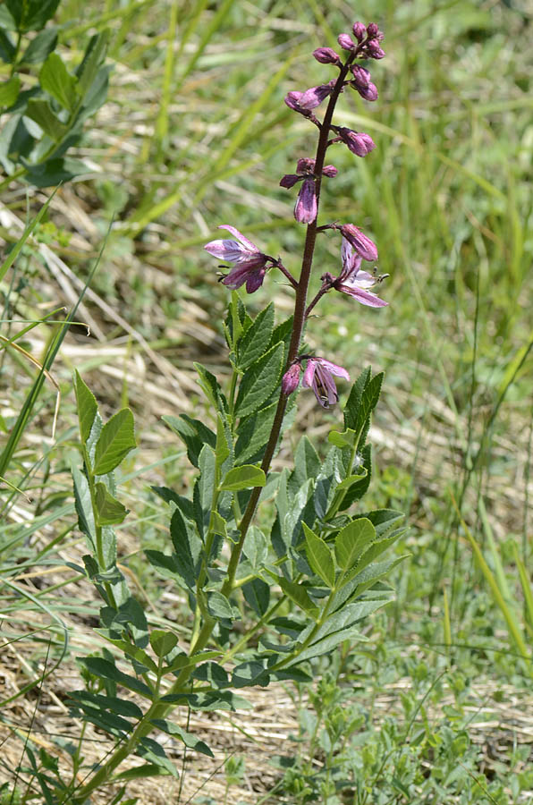 Dictamnus albus / Limonella